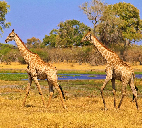 1 Day Serengeti Safari from Mwanza