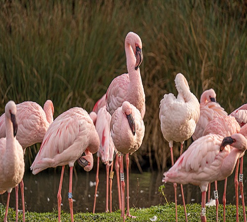 3 Days East & Central Serengeti Migration Safari