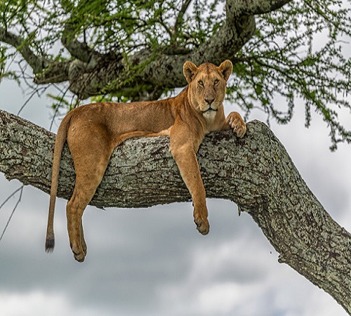 3 Days Serengeti Balloon Safari