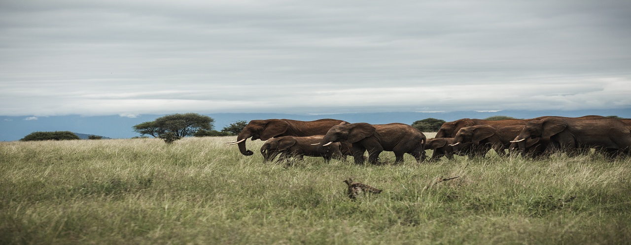 2 days sharing safari to Tarangire & Kilimanjaro day hiking