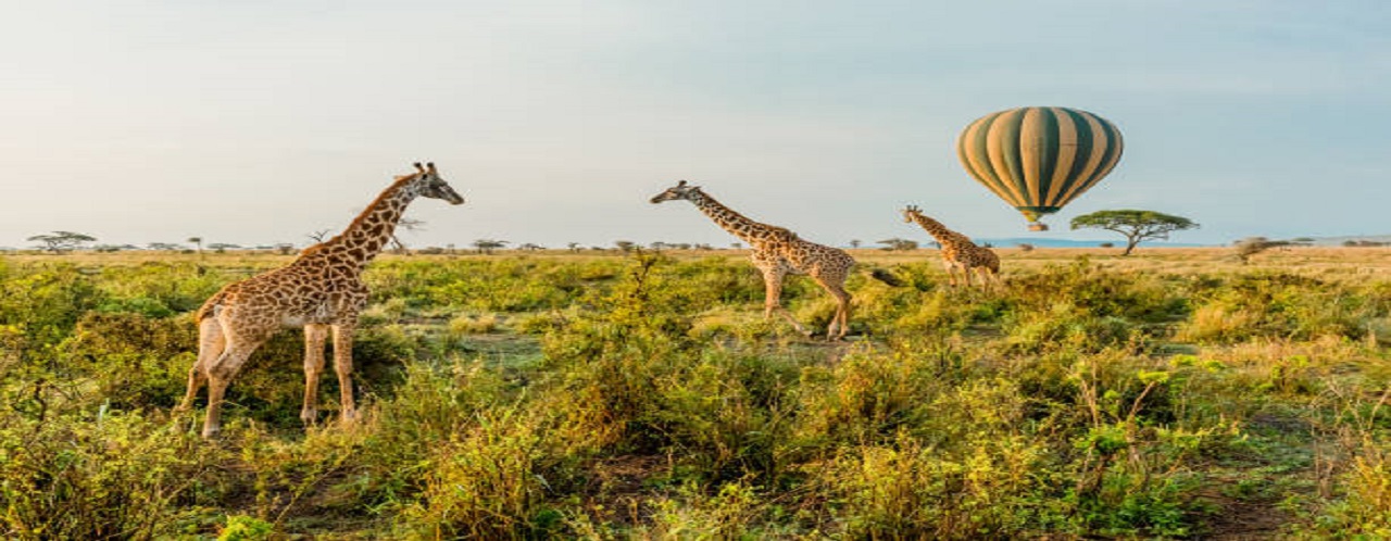 3 days Tanzania safari to Serengeti national park & Ngorongoro crater