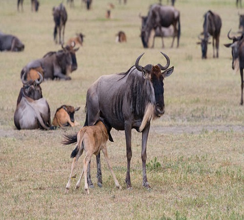 3 Days Western Corridor Serengeti Migration Safari