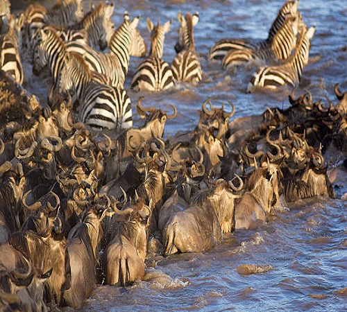 4 Days North Serengeti Migration Safari