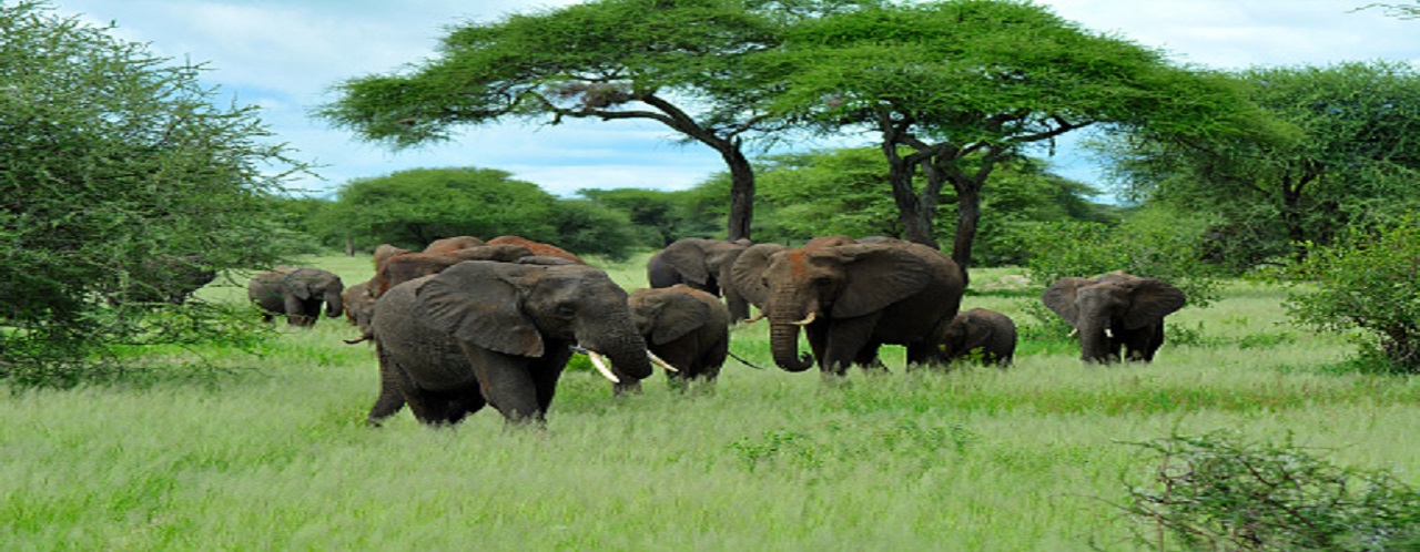 4 days Tanzania joining safari to Ngorongoro crater, Tarangire & Serengeti national parks