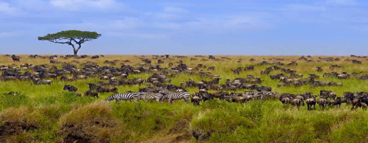 4 days Tanzania Private Ndutu migration safari