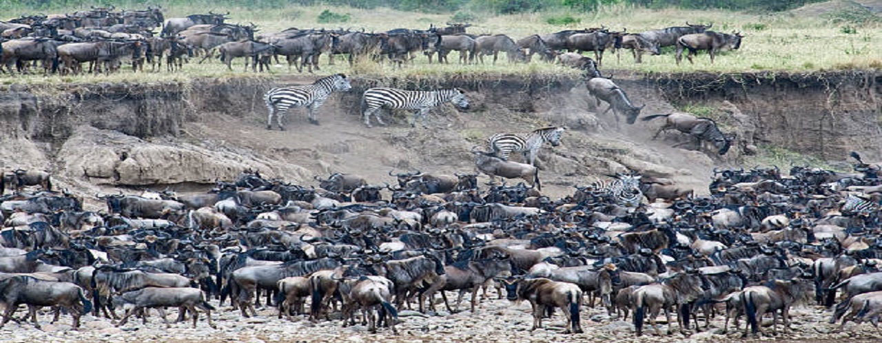 Serengeti migration 5 days safari