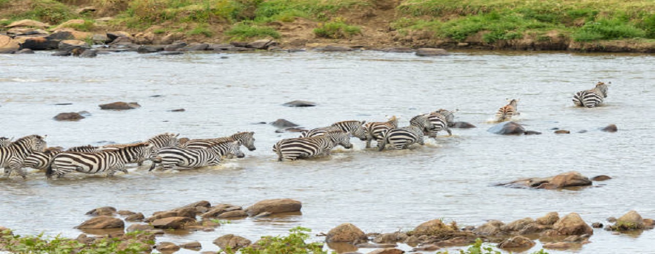 Serengeti wildebeest migration safari in June