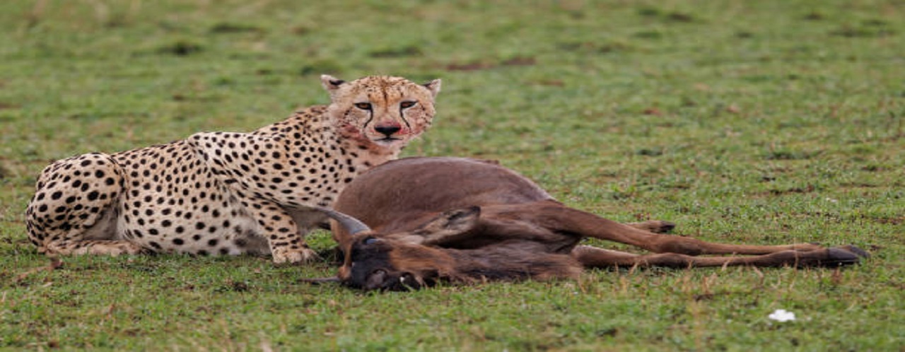 6 days Tanzania safari to Arusha, Tarangire, Serengeti, Ngorongoro & Lake Manyara national parks