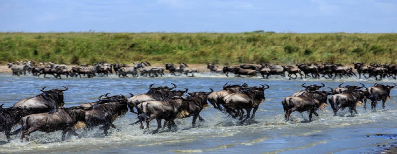 6 days Serengeti big migration safari