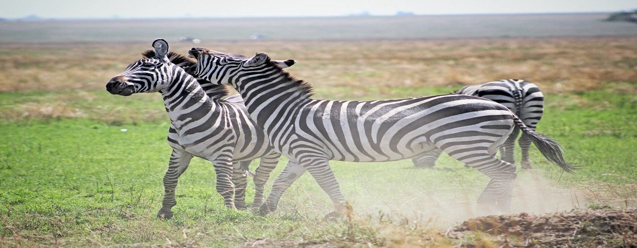 4 days Tanzania safari to Serengeti and Ngorongoro crater