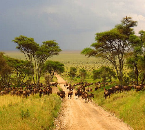 2-Day Serengeti Safari from Mwanza