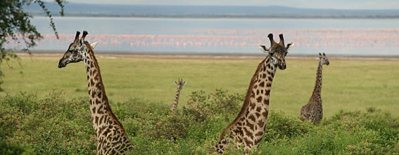 3 days Tanzania joining safari to Tarangire, Ngorongoro & Lake Manyara